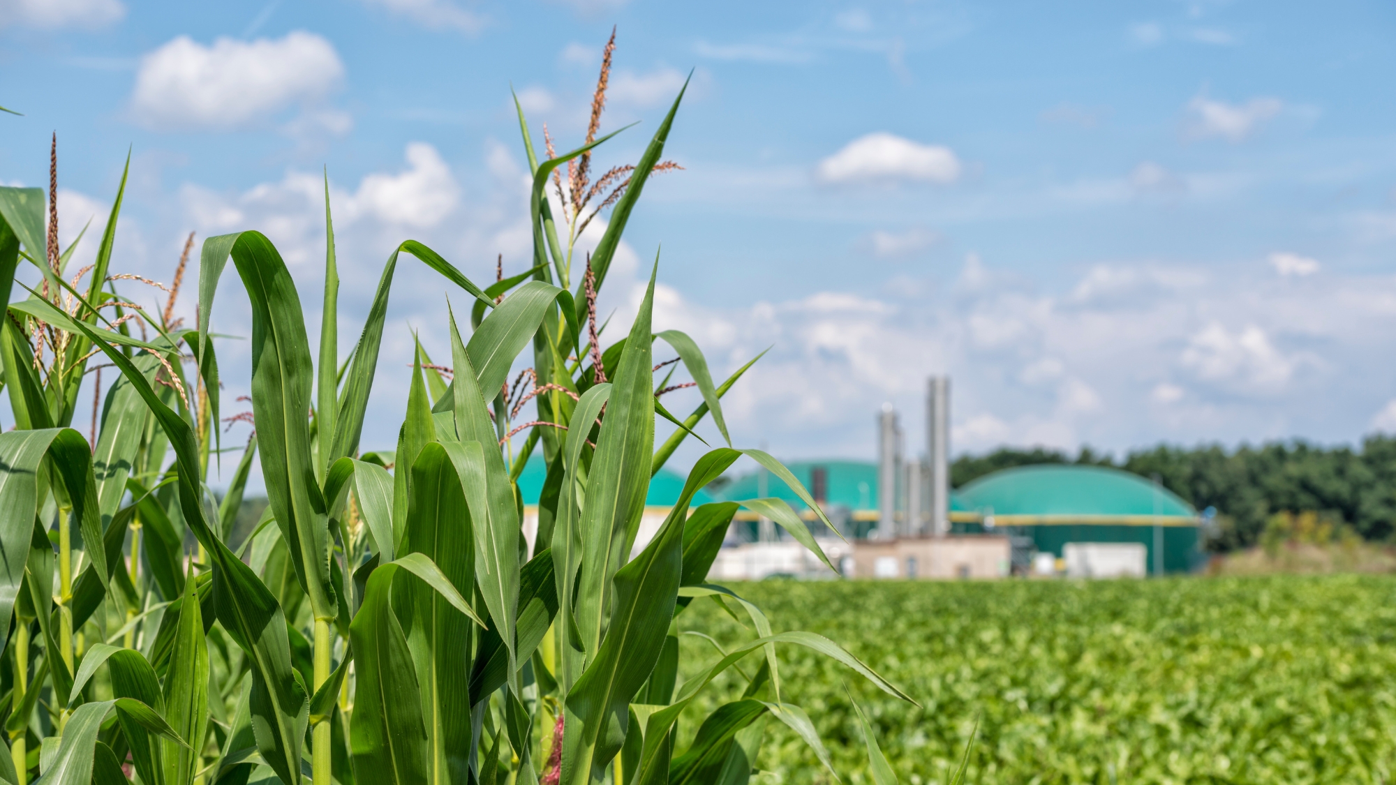BIofuel